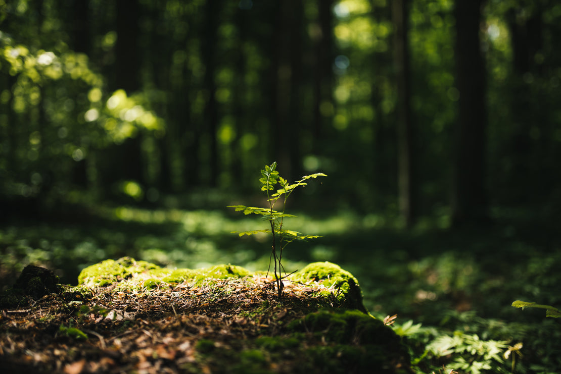 Source from nature