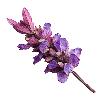 Chasteberry