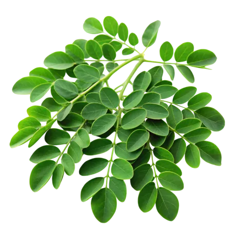 Moringa Leaf Extract