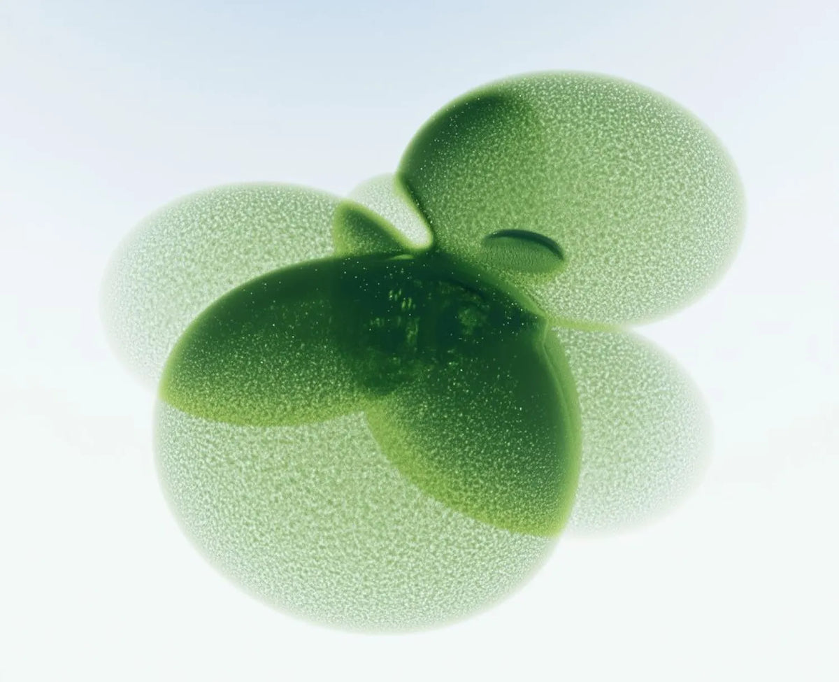 Our Lab Reports - ACV Moringa