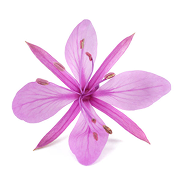Alpaflor® Alp-Sebum